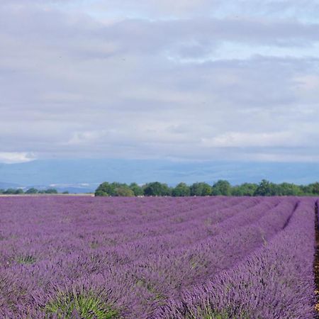 Chez Amali - Stielvolle Ferienwohnung In Der Provence Mit Terrasse Brignoles Dış mekan fotoğraf