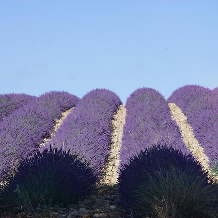 Chez Amali - Stielvolle Ferienwohnung In Der Provence Mit Terrasse Brignoles Dış mekan fotoğraf